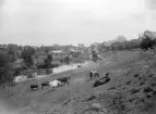 Lantlig idyll i Tannefors vid förra sekelskiftet. Länge var förstaden bebyggelsemässigt skild från Linköping. Särskilt utmed Stångåns södra sida där den blivande stadsdelen Hejdegården ännu skulle dröja. I fonden Tannefors kvarnby som vid sidan av krossverk även gav plats för bland annat Linköpings vattenverk. Sedan Kinda kanals tillkomst 1871 skär den mäktiga slusstrappan höjden.
Märk väl att bilden bär spår av dubbelexponering vid sidan av andra tekniska brister.