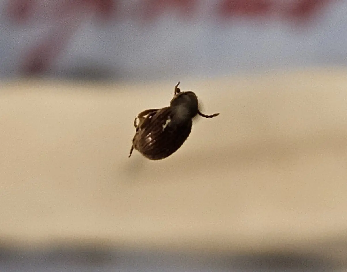 Tipnus unicolor