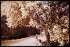 Strandbjörket, Växjö 1956. Två kvinnor sitter under en blommande hägg.