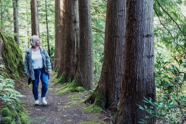 Kivnne går blant store tujatrær.