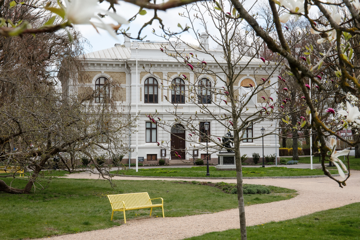 Vänersborgs museum. Magnolian blommar i Museieparken