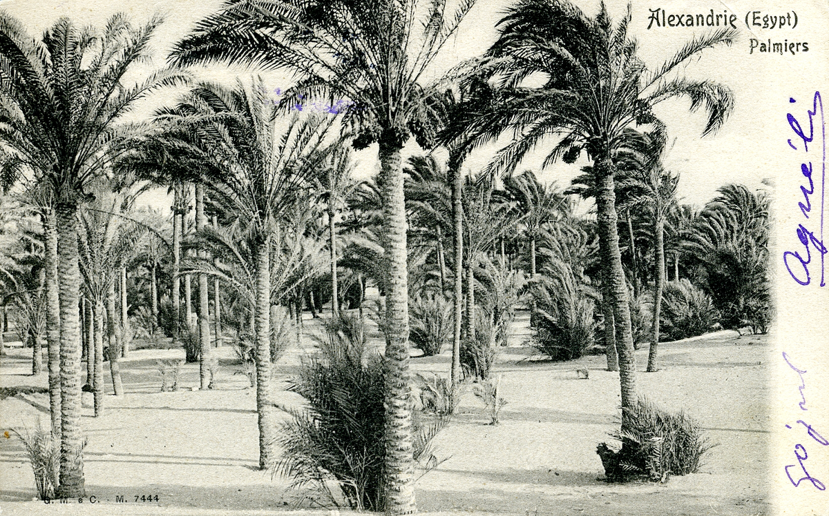 Framsida: svartvit fotografi av palmträd
påskrift övre högra hörn: Alexandrie (Egypt) Palmiers 
handskrift på högersida: god jul Aguéli
