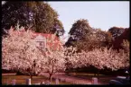 Villa på väster, Viktor Rydbergsgatan 4, Växjö 1956.