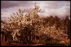 Blommande fruktträd, Växjö 1956.