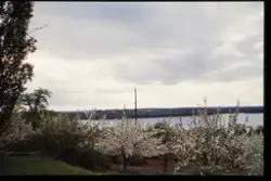 Äppelodling vid Kurrebo. Sånnahult, Urshult. I bakgrunden li