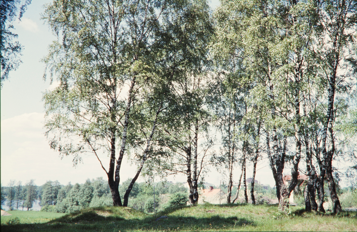 Gravhögar på gravfältet vid Kampen i Växjö, sent 1950-tal. I bakgrunden till vänster skymtar Växjösjön.