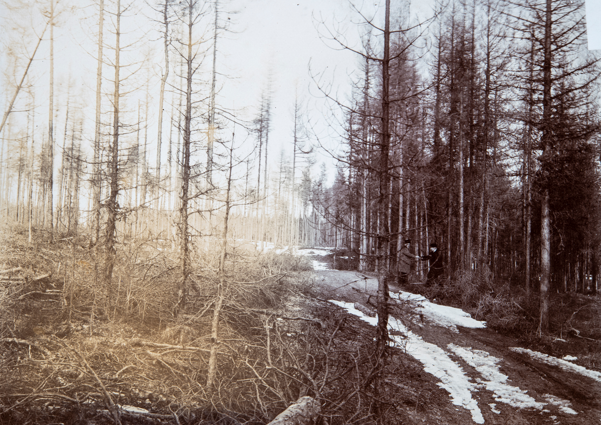 Elverum, skogen er herjet med Skogmark- furuspinnere: "Bombyx Pini",