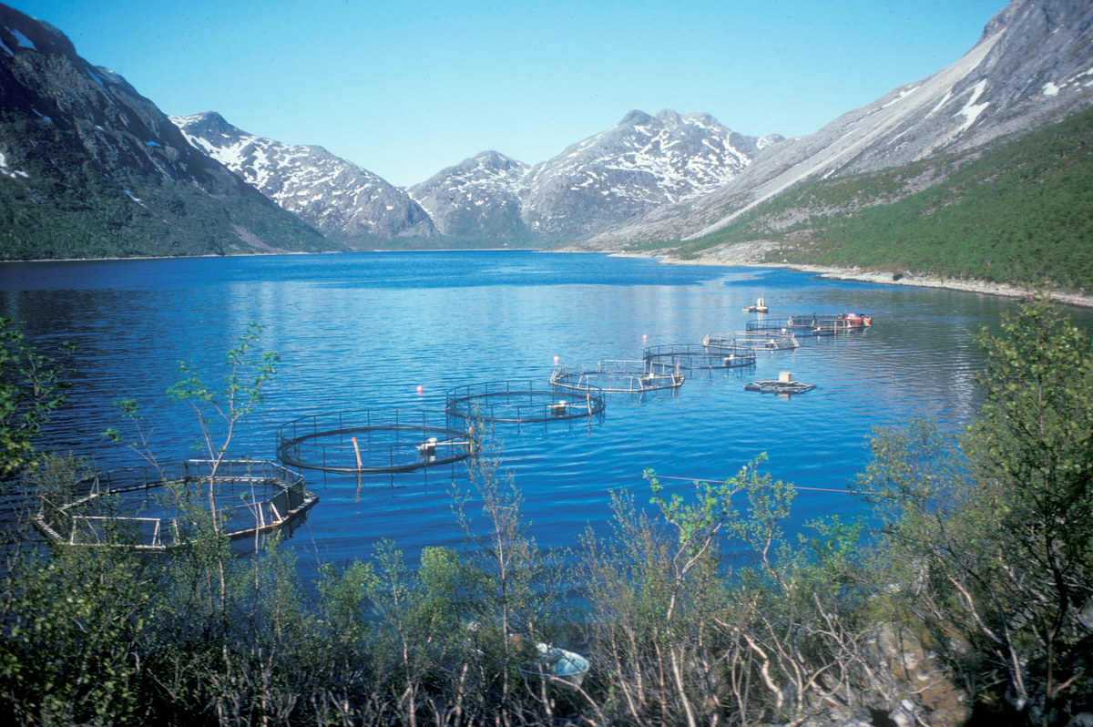 Flakstadvåg, 1976 : Oppdrettsanlegg for fisk liggende inne i en fjord. I bakgrunnen høye fjell.