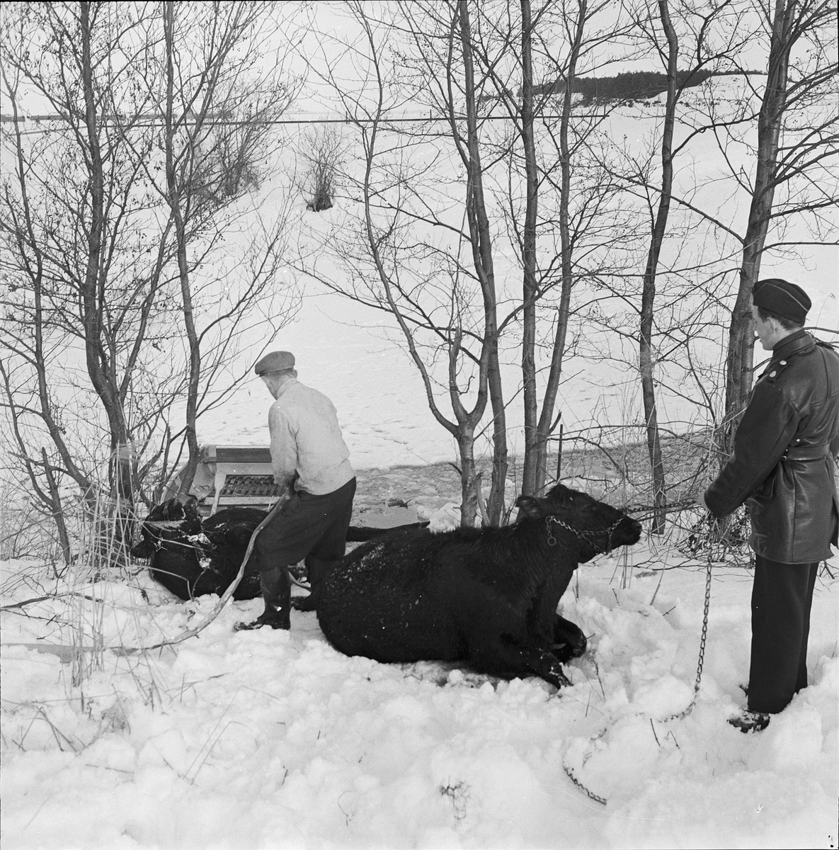 Nio ungnöt omkom då isen brast på Fyrisån vid Clastorps gård, Uppsala 1959