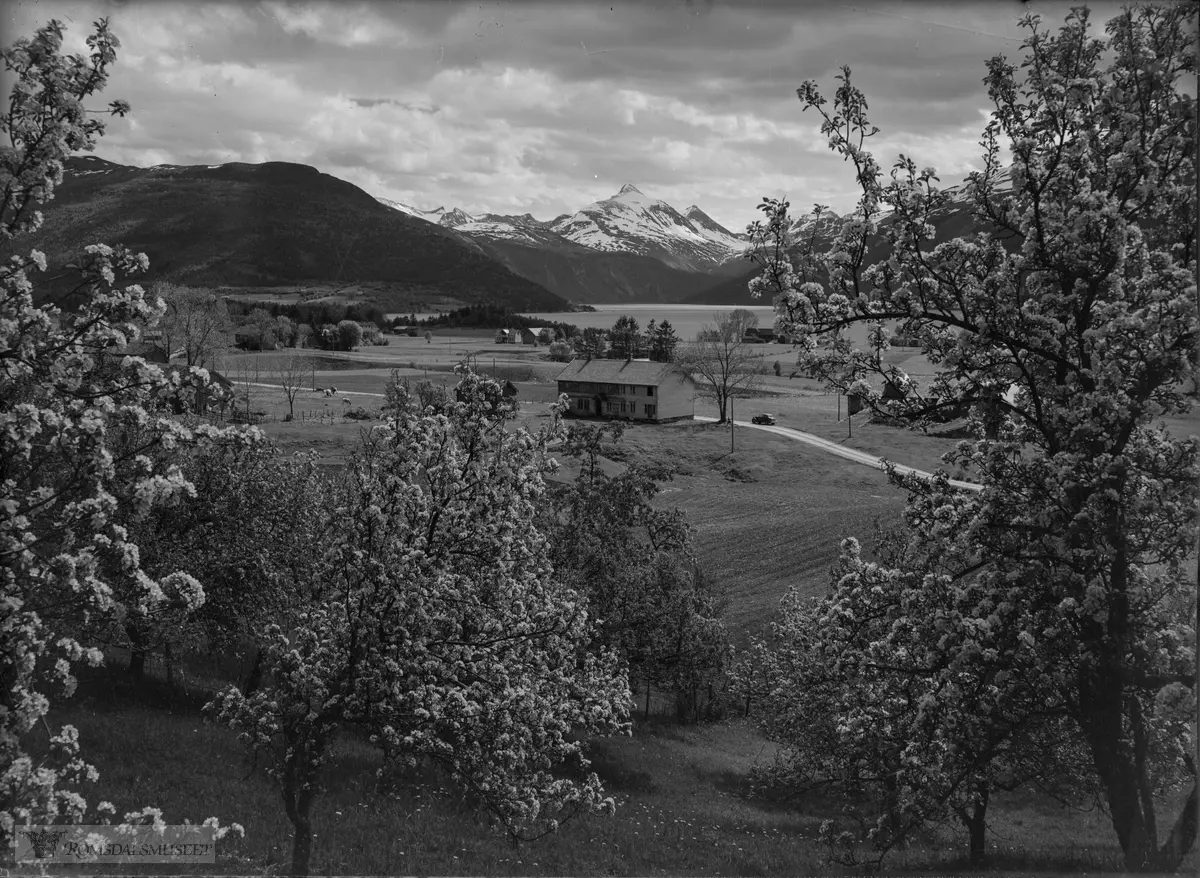 I framgrunnen Asbjørnstua, gnr. 15/6 Rød Nesset. i Bakgrunnen Ljøsta (Lyster) gnr. 16 og Eresfjorden..Skjorta midt i bildet i bakgrunnen.