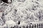 Snöklätt träd och staket. Ekelundsgatan i Växjö, 1960.