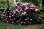 Rhododendron på Väster i Växjö. 1968