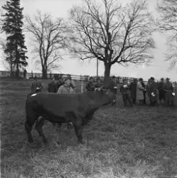 Avelsauktion vid Ekeby Gård, Uppsala 1958