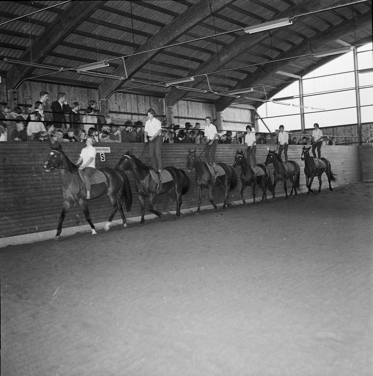 Riduppvisning i Akademistallet, Uppsala 1960