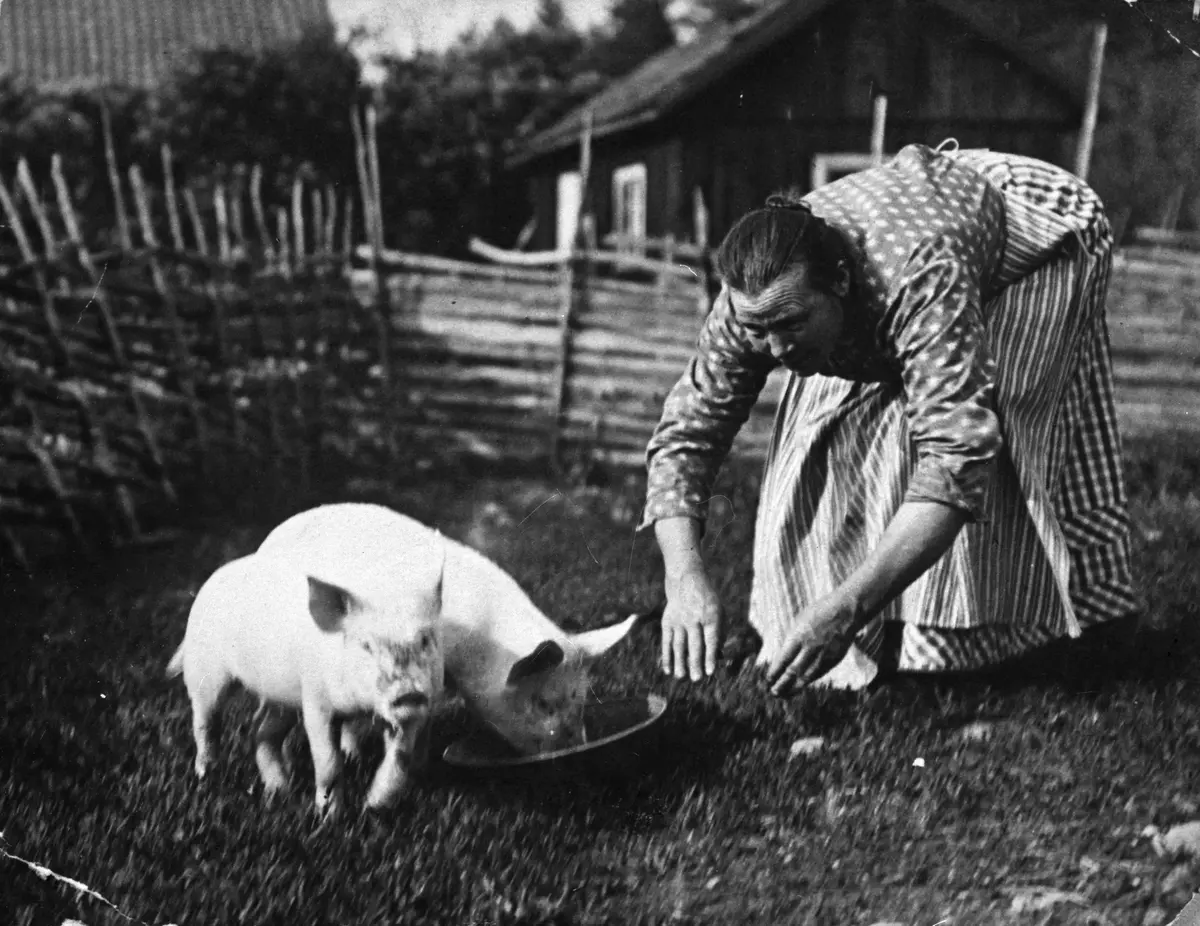 Charlotta Andersson (Björkö) matar grisarna. Omkring 1920.