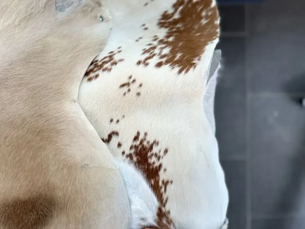 Kuskinn frå Hans Gubhage (våren 2024)