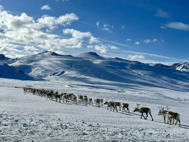 Rein på Valdresflya