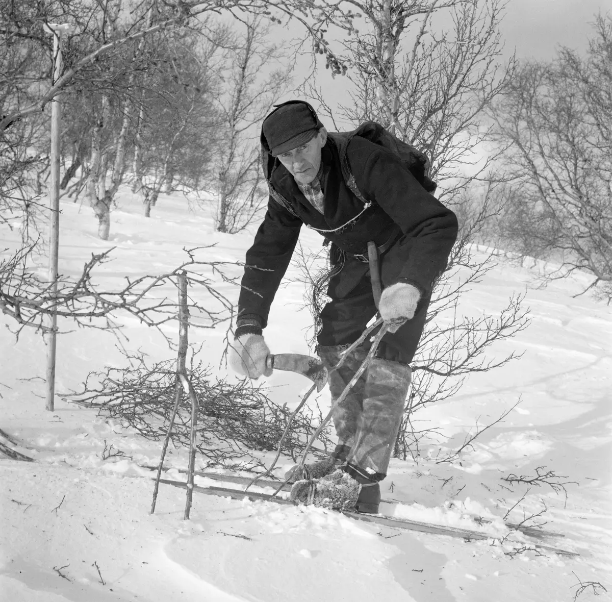 Anton Edvard Doseth (1892–1976) frå Søristugu Doset på Lesjaverk. Edvard, som han oftast kalla seg, flytte til Åndalsnes, dreiv med fiskematproduksjon og som snikkar. Her er han i gang med snarefangst etter rype. Foto frå 1968. Fotograf er Tore Fossum (1926–2017). Tore arbeidde ein mannsalder på Norsk Skogsbruksmuseum på Elverum (i dag Norsk skogmuseum).