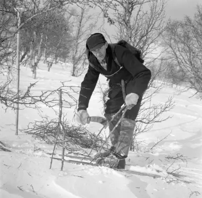 Anton Edvard Doseth (1892–1976) frå Søristugu Doset på Lesjaverk. Edvard, som han oftast kalla seg, flytte til Åndalsnes, dreiv med fiskematproduksjon og som snikkar. Her er han i gang med snarefangst etter rype. Foto frå 1968. Fotograf er Tore Fossum (1926–2017). Tore arbeidde ein mannsalder på Norsk Skogsbruksmuseum på Elverum (i dag Norsk skogmuseum).