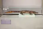 Vänersborgs museum. Alligator i den Nordiska djursalen.