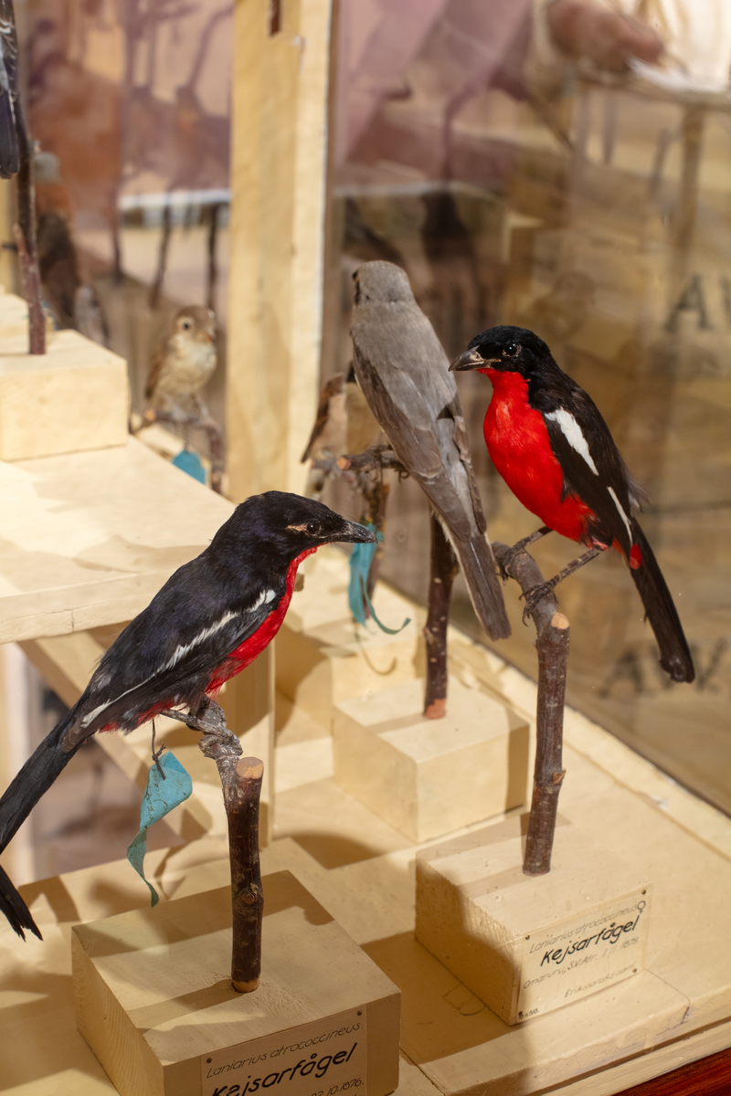 Vänersborgs museum. Afrikanska fågelsalen