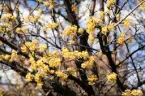 Forsythia på Nygatan i Växjö, 1973.