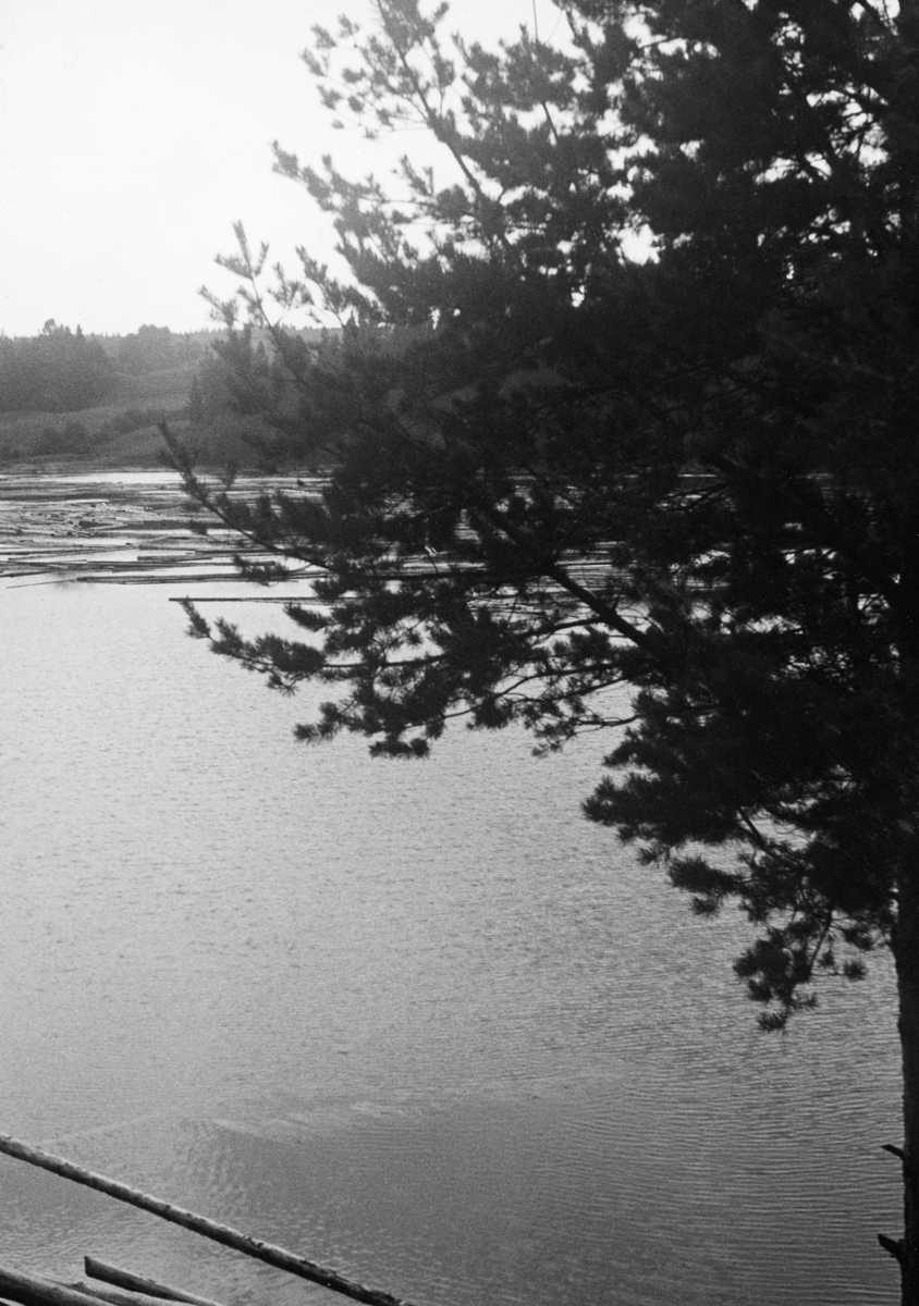 Dette fotografiet, som skal være tatt i 1938, ble i sin tid registrert inn i Norsk skogmuseums samling med tittelen «Fylling av Vammasjøen». Bildet viser et stilleflytende vannspeil, der det lå en del tømmer i vannskorpa, på dette fotografiet delvis skjult bak greinene på et furutre. Vammasjøen er en kraftverksdam i Nedre Glomma, bygd som vannreservoar for Vamma kraftverk i Askim og tatt i bruk fra 1915. Denne dammen ble antakelig kraftig nedtappet i vinterhalvåret, da forbruket av vann i kraftverket var større enn tilsiget i elveløpet. Derfor måtte Vammasjøen fylles før det ble mulig å fløte tømmer forbi kraftstasjonen om våren.