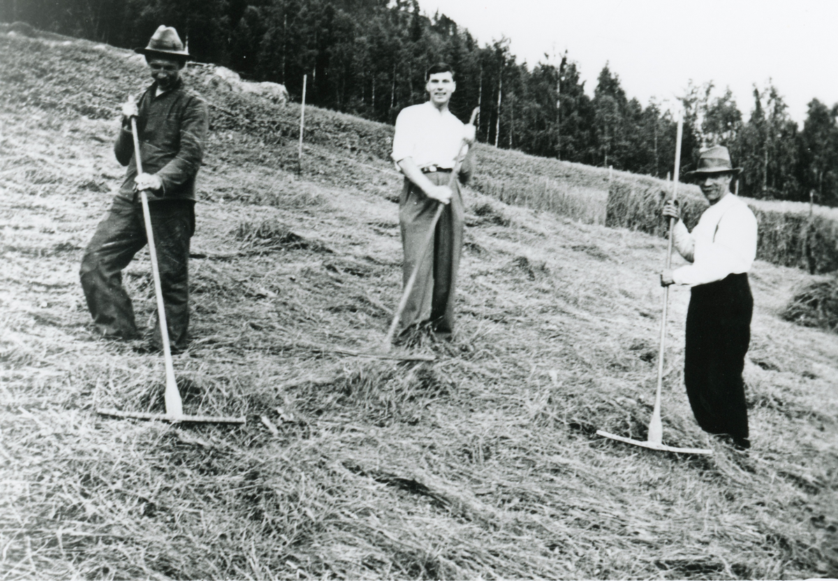 Slåttearbeid.
Frå v.Arne Larshus,en slektning frå Oslo og Johan Larshus.
Dei driv med slåtten ein gong i 1930 åra.