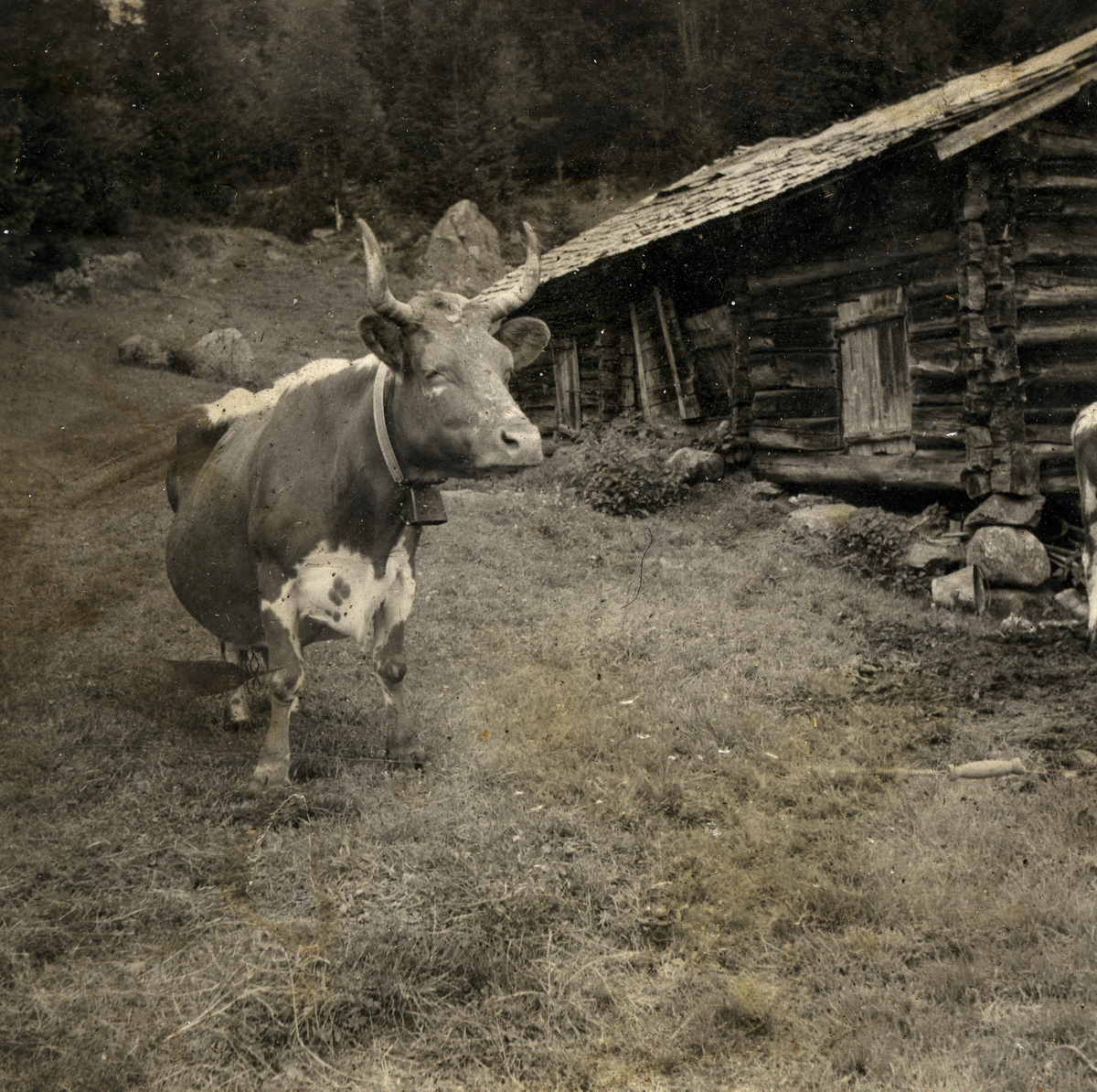 Ku i tunet på Juvet, Høydalsmo