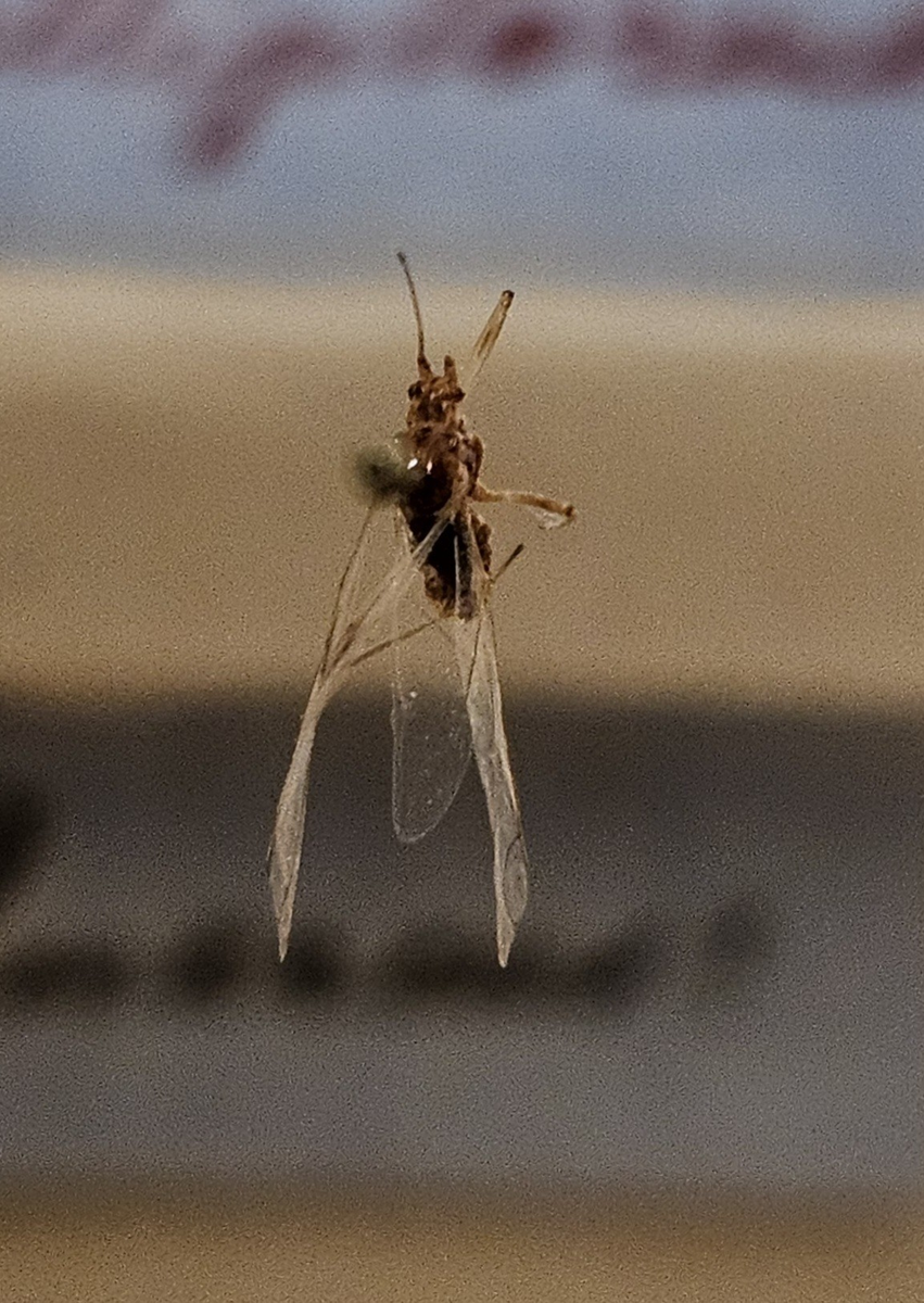 Halvvinge på insektsnål. 
Tillhör huvudgrupp Hemiptera\Homoptera
Tillhör familj Aphidoidea
Släkte/art: Gen? spec?
Adult

Ursprungsland: Sverige
Fyndplats: 

Ur Hackwitz samling

På etiketten står: Callipterorus luercus?