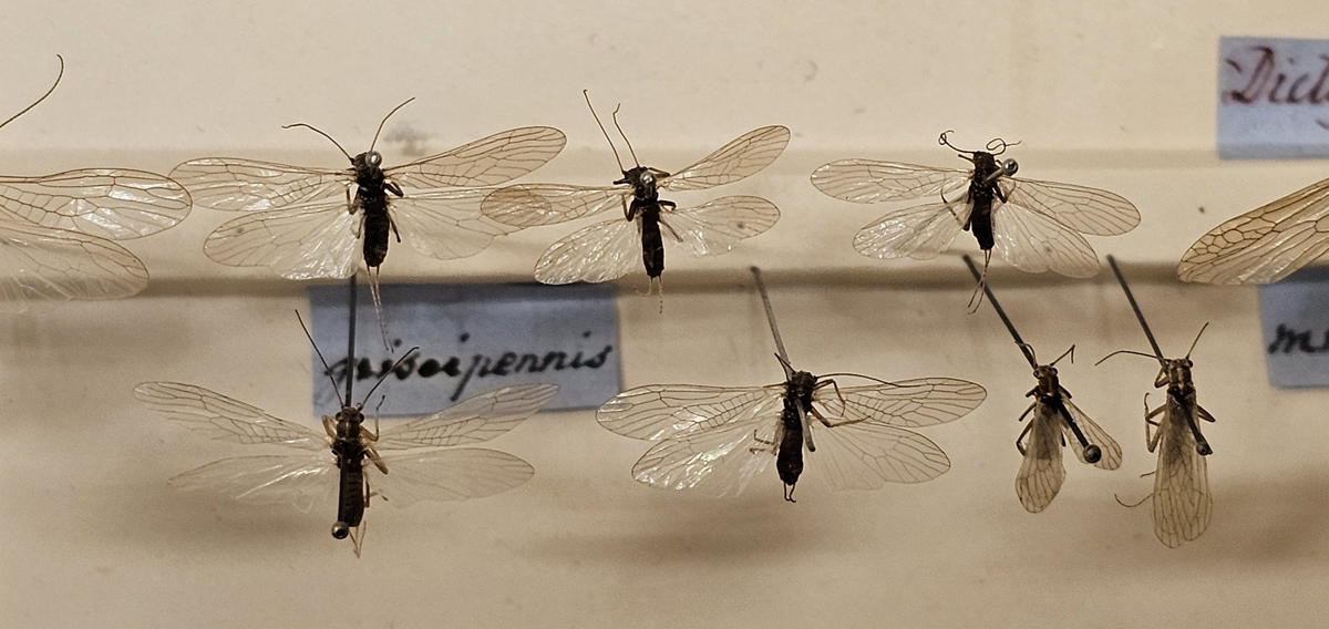 Bäckslända på insektsnål. 
Tillhör huvudgrupp Plecoptera
Tillhör familj Leuctridae?
Släkte/art: Gen? spec?
Adult

Ursprungsland: Sverige
Fyndplats: 

Ur Hackwitz samling

På etiketten står: Chloroperla griseipennis