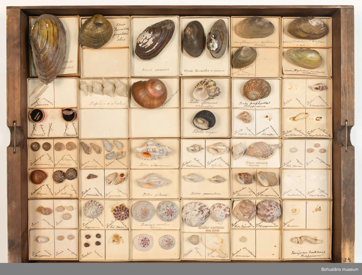 Snäcksamling -Bohusläns museum / DigitaltMuseum