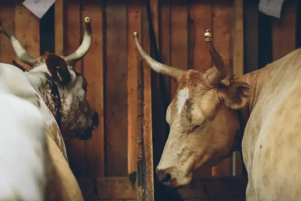 Telemarkskyr i stølsfjøset til Elvira Trinborg