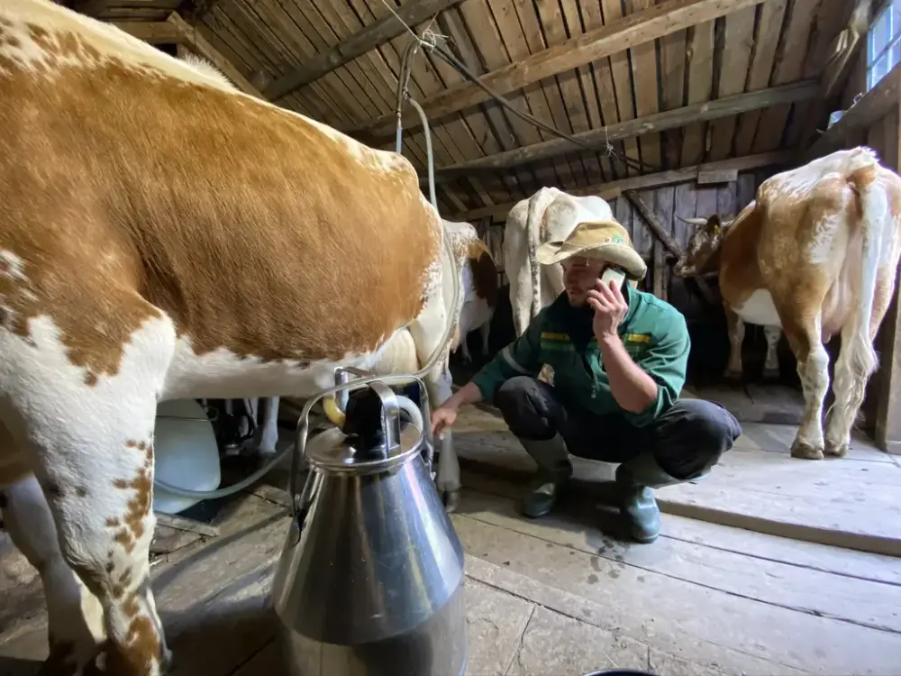 Telemarksku i stølsfjøset til Kjell Trandokken