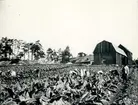 Stenbrottet, Solna, tidigt 1900-tal. Tobaksodling och tobakslada.