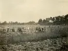 Tobaksodlingen i Prästnibble 1920.