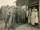 Käppning av tobaksblad, Prästnibble 1920.