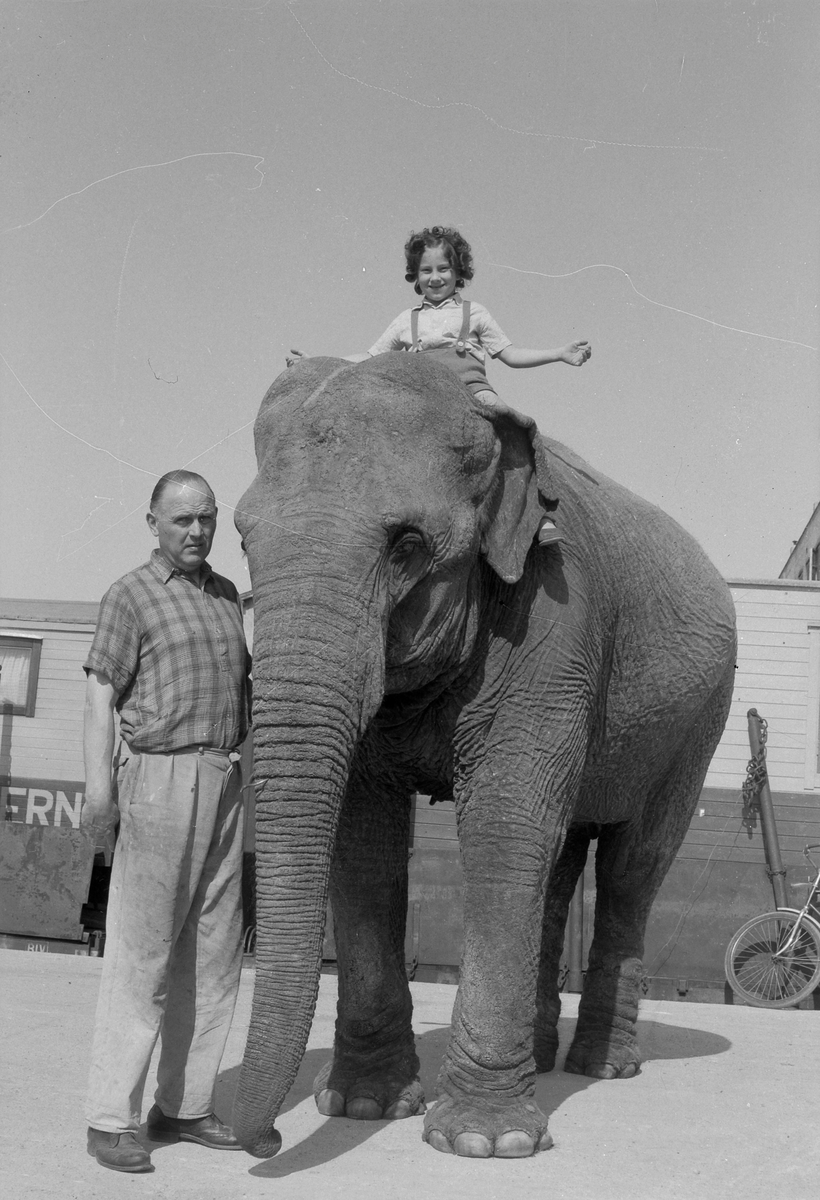 Elefant og aper fra Cirkus Berny