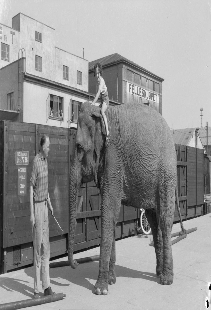 Elefant og aper fra Cirkus Berny