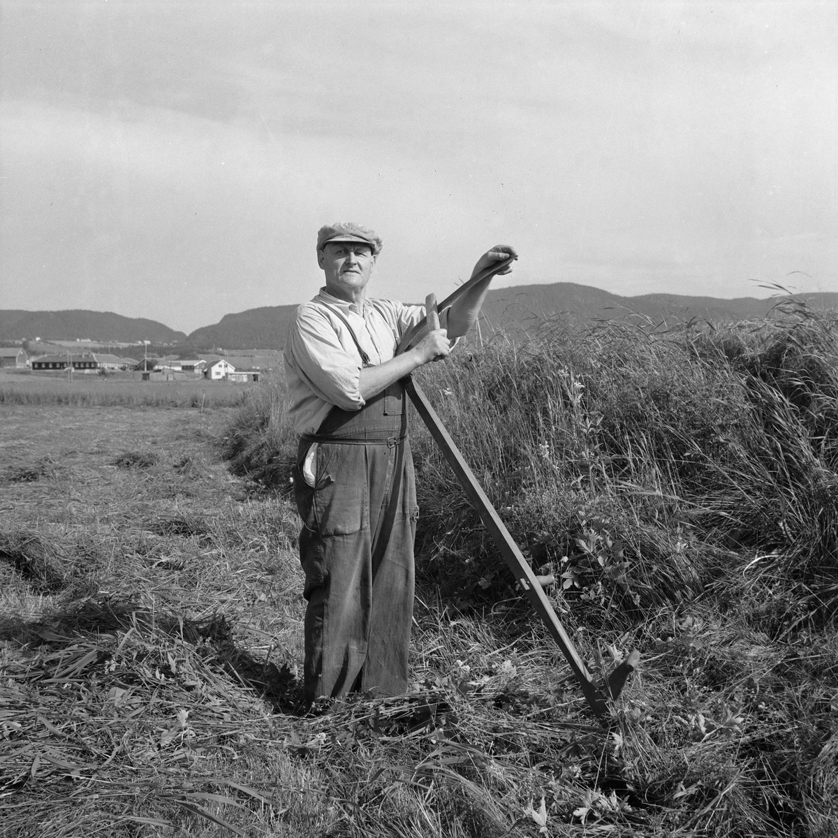 Slåtton på Leinstrand