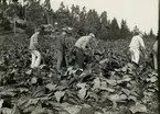 Efter klyvningen klipps plantorna av vid jordytan. Prästnibble 1921.