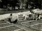 Före utplanteringen i tobaksfältet plockas de späda plantorna från drivbänkarna. Prästnibble 1921.