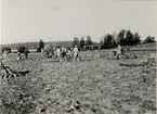 Tobaken överflyttas till torkställningar, för att sedan transporteras till en torklada. Prästnibble 1920-tal.