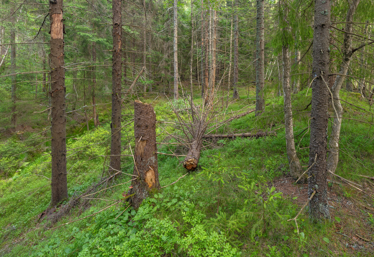 Granskog ved Rennesik i Sandefjord kommune i Vestfold. Bildet er tatt på en lav bakkekam der det flekkevis vokste blåbærlyng på marka. Tre av grantrærne i forgrunnen var i ferd med å råtne på rot, til tross for at ingen av dem ser ut til å ha vært særlig grovvokste og gamle. Ett av trærne var til og med knekt omtrent i brysthøyde, og toppen lå på marka med sine sprikende, barløse kvister. I forgrunnen vokste det noen få unge grantrær, som må ha spirt fram av frø fra nærområdet. Til høyre i bakgrunnen skimter vi en del bjørkestammer. Fotografiet ble tatt sommeren 2024.