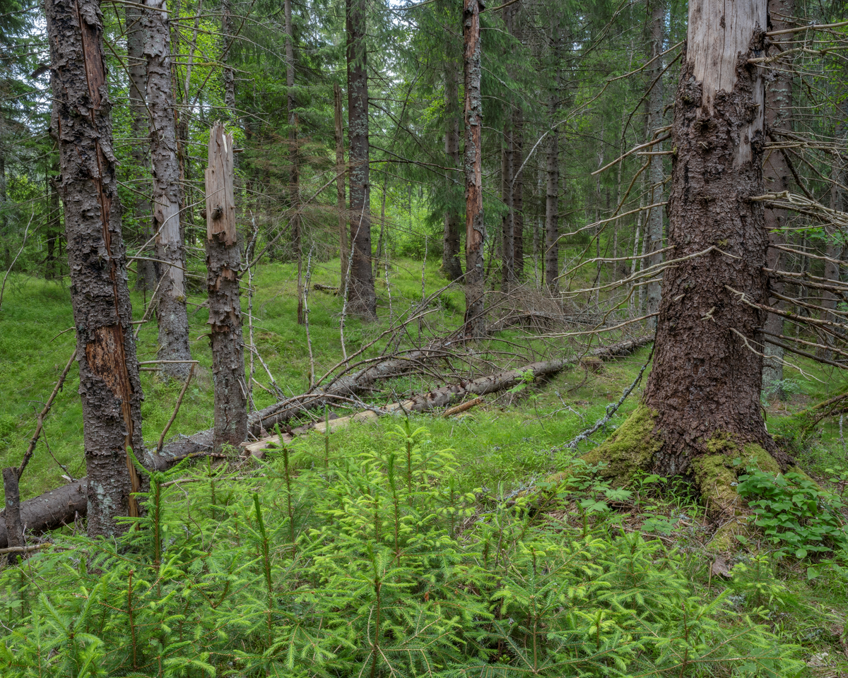 Granskog ved Rennesik i Sandefjord kommune i Vestfold. Bildet er tatt på en lav bakkekam der det flekkevis vokste blåbærlyng på marka. Flere av grantrærne i forgrunnen var i ferd med å råtne på rot, til tross for at ingen av dem ser ut til å ha vært særlig grovvokste og gamle. To av trærne var til og med knekt omtrent i brysthøyde, og toppen lå på marka med sine sprikende, barløse kvister. I forgrunnen kom det opp en del unge grantrær, som må ha spirt fram av frø fra nærområdet. Fotografiet ble tatt sommeren 2024.