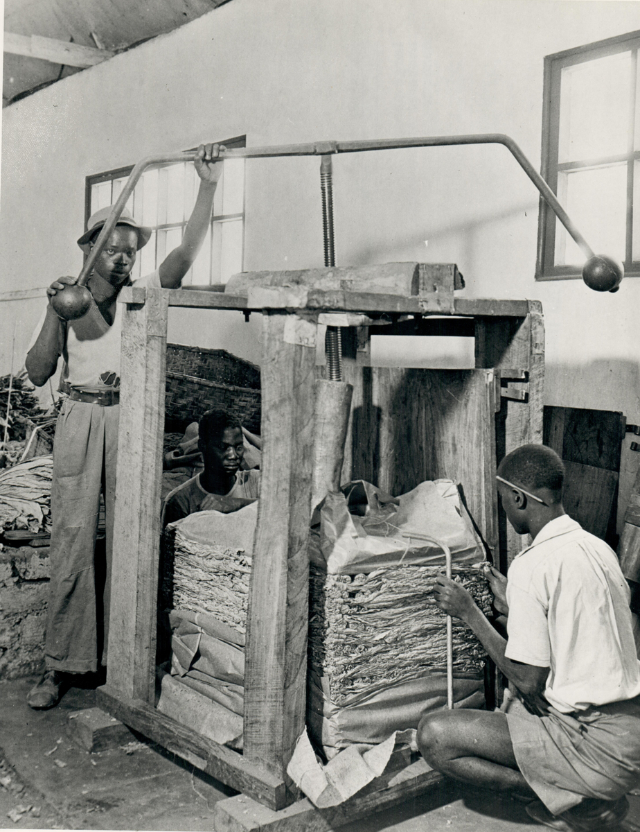 Torkad tobak pressas ihop för att sedan transporteras till auktionen vid Fort Jameson.
Rhodesia, tobaksindustri.