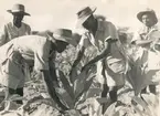 Elever från Makwapala agriculture school plockar bort löv från tobaksplantor. 
Nyasaland, tobaksindustri.