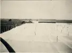 Ostduk (Cheesecloth) ligger över en tobaksodling.
Kuba, tobaksindustri 1920-tal.