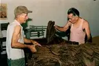 Två män hanterar torkad tobak inuti en kubansk cigarrfabrik. 
Kuba, 90-tal.