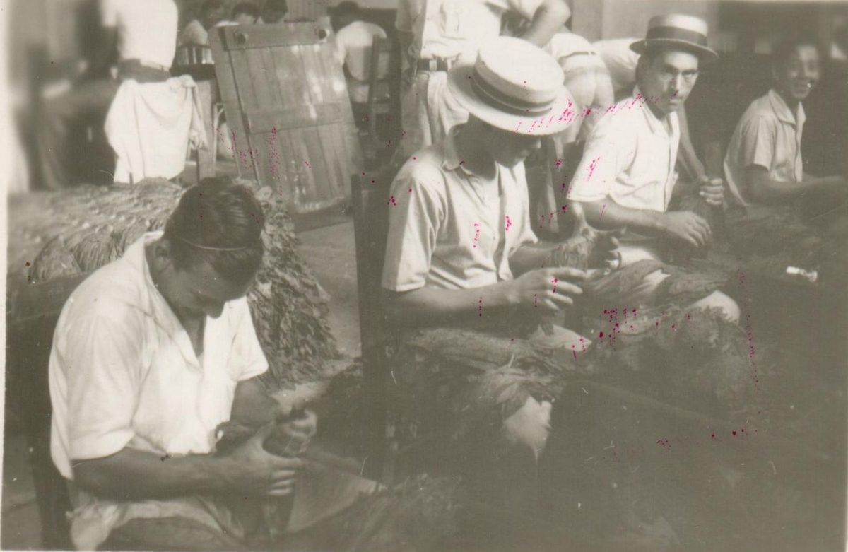 Tobaksindustri. 
Kuba, 1920-tal.
